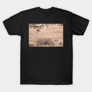 Serengeti Lion #5 - watching, waiting T-Shirt